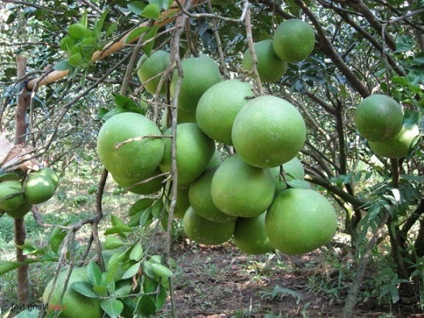 Bưởi non hạ mỡ máu